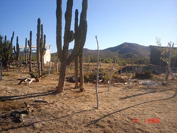 Dillon Foundation - Cabo Community Assistance Program