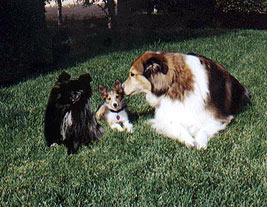 Shadow, Lucas and Buddy