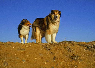 Lucas & Buddy at Fiesta Island